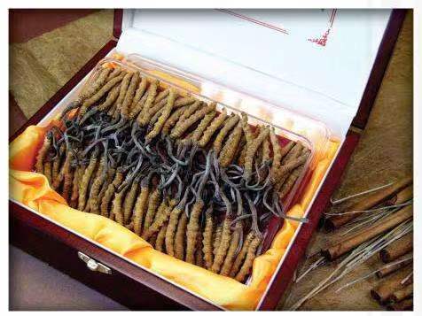 大路镇冬虫夏草回收